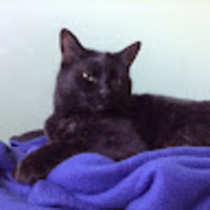 Meet your Posher, Sam